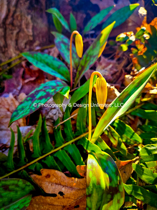 Trout Lillies-DK-2