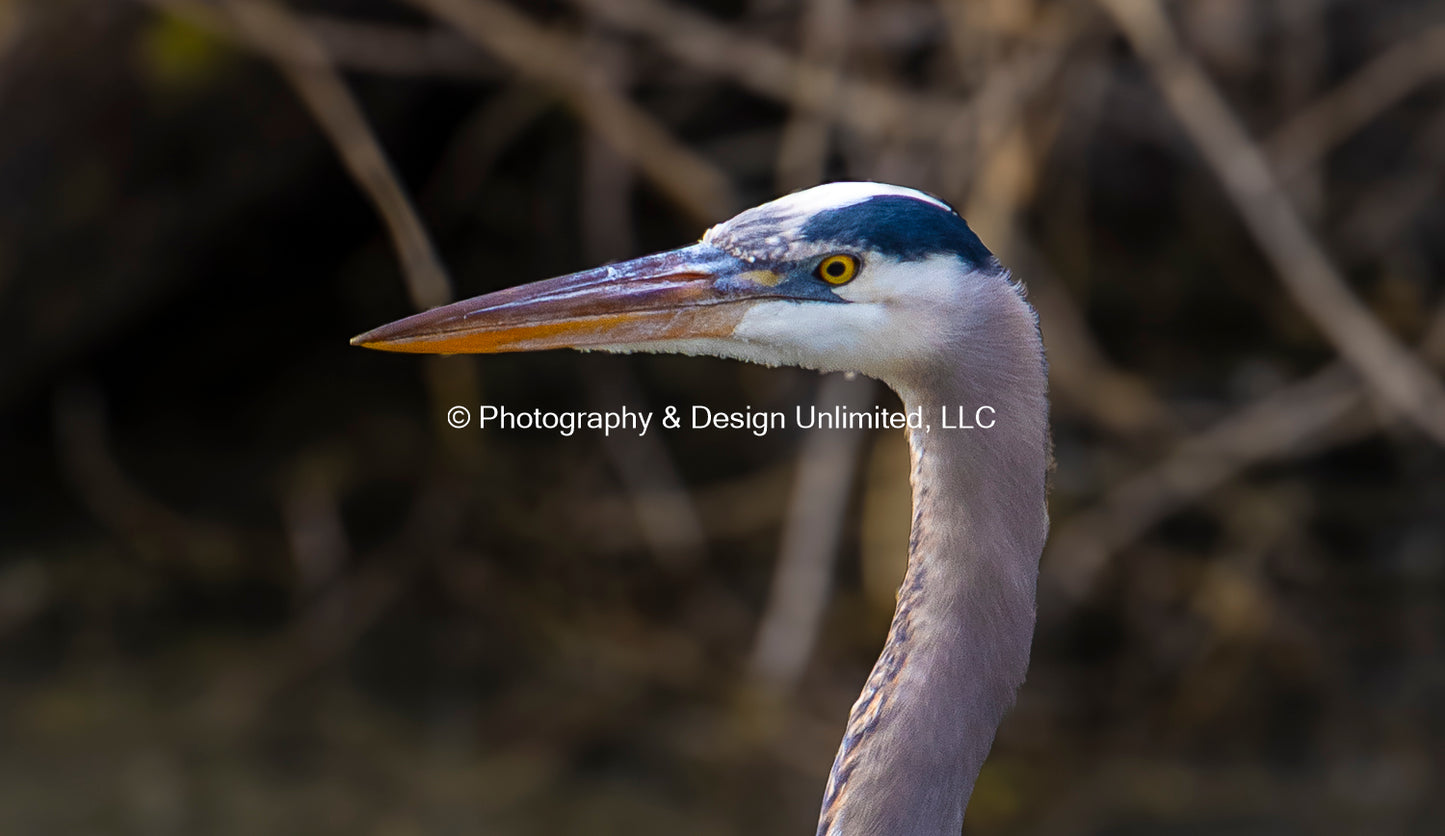 Blue Herron Head-7304