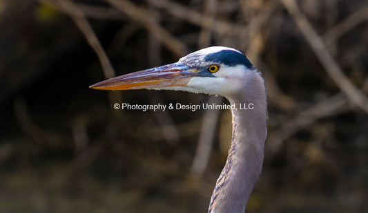 Blue Herron Head-7304
