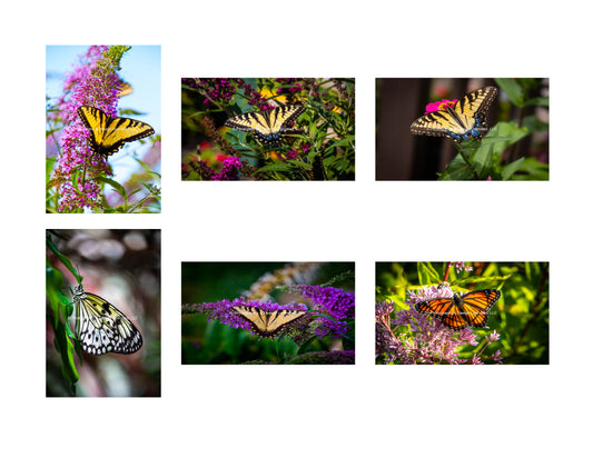 Butterfly-1-Greeting Card Set Of 6