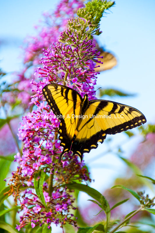 Butterfly-1-Greeting Card Set Of 6