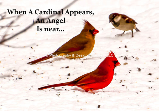 Cardinal Duo-Angel Near-1