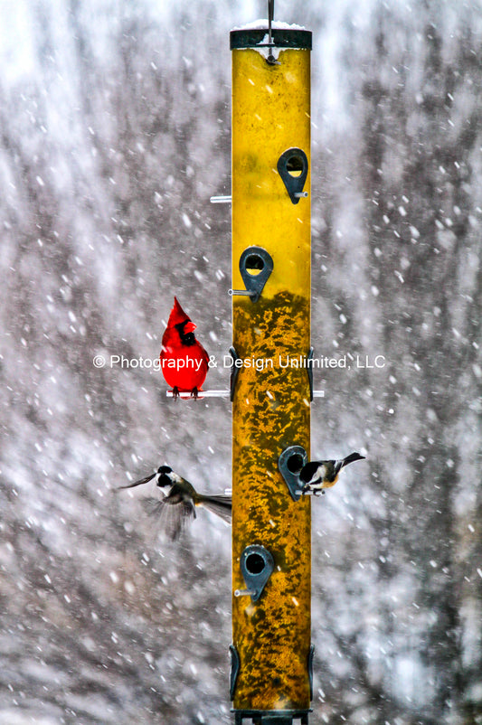 DK Cardinal Bird Feeder-3