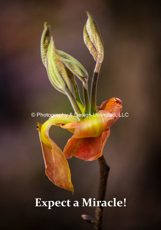 Flower-Miracle-Magnet-1-1347