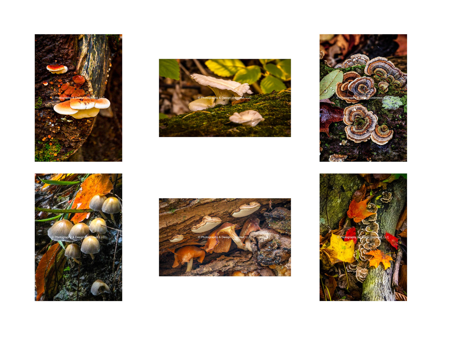 Fungi-Mushroom Greeting (Card Set of 6)