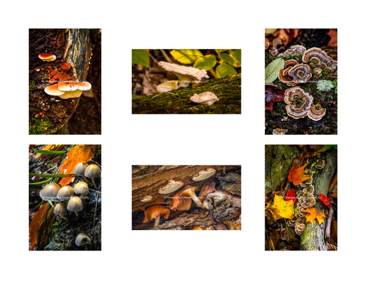 Fungi-Mushroom Greeting (Card Set of 6)