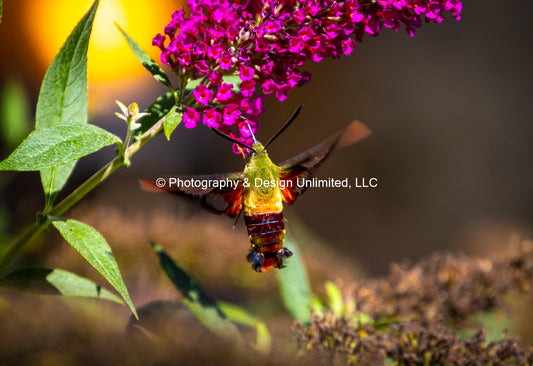 Clear Wing Hummingbird Moth-1-2