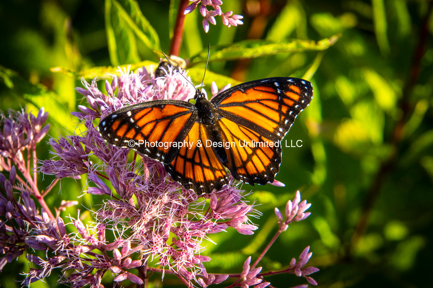 Butterfly-1-Greeting Card Set Of 6