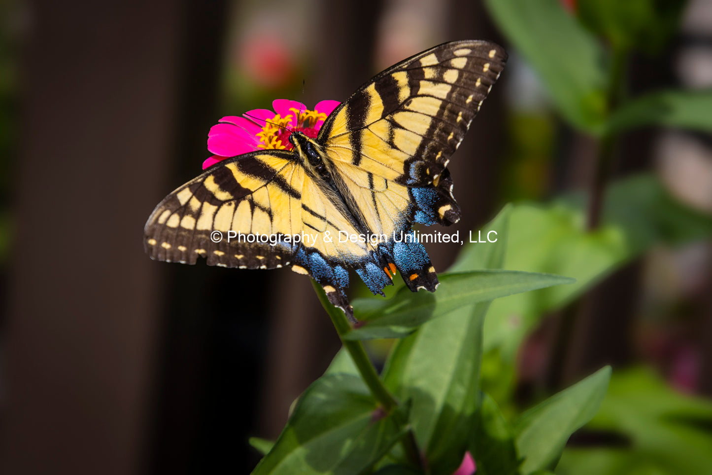 Butterfly-1-Greeting Card Set Of 6