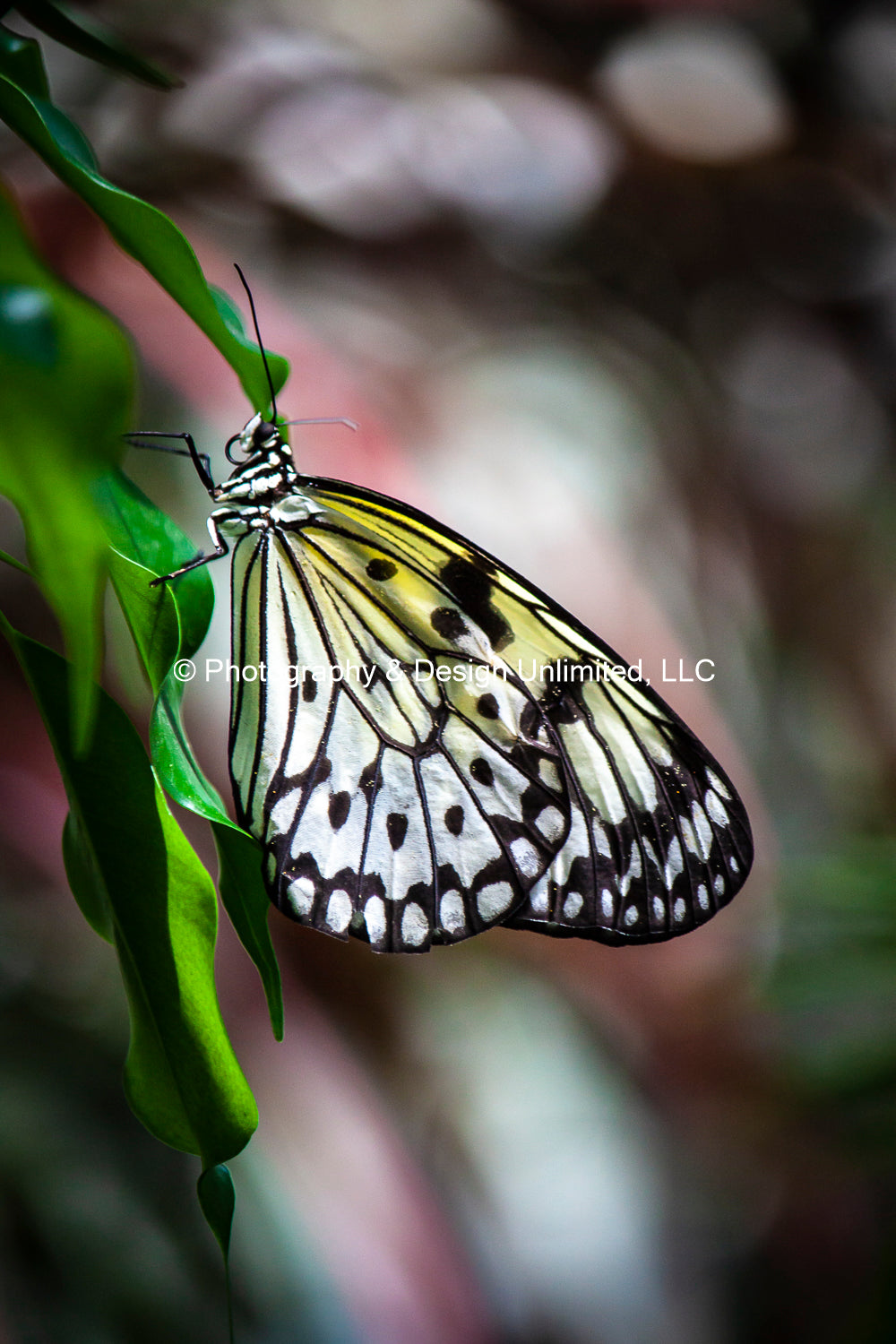 Butterfly-1-Greeting Card Set Of 6
