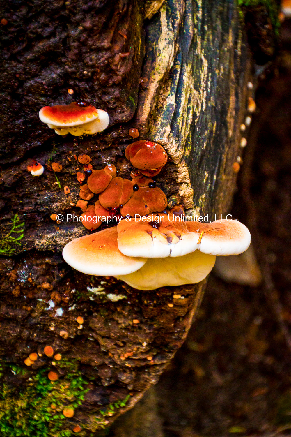 Fungi-Mushroom Greeting (Card Set of 6)