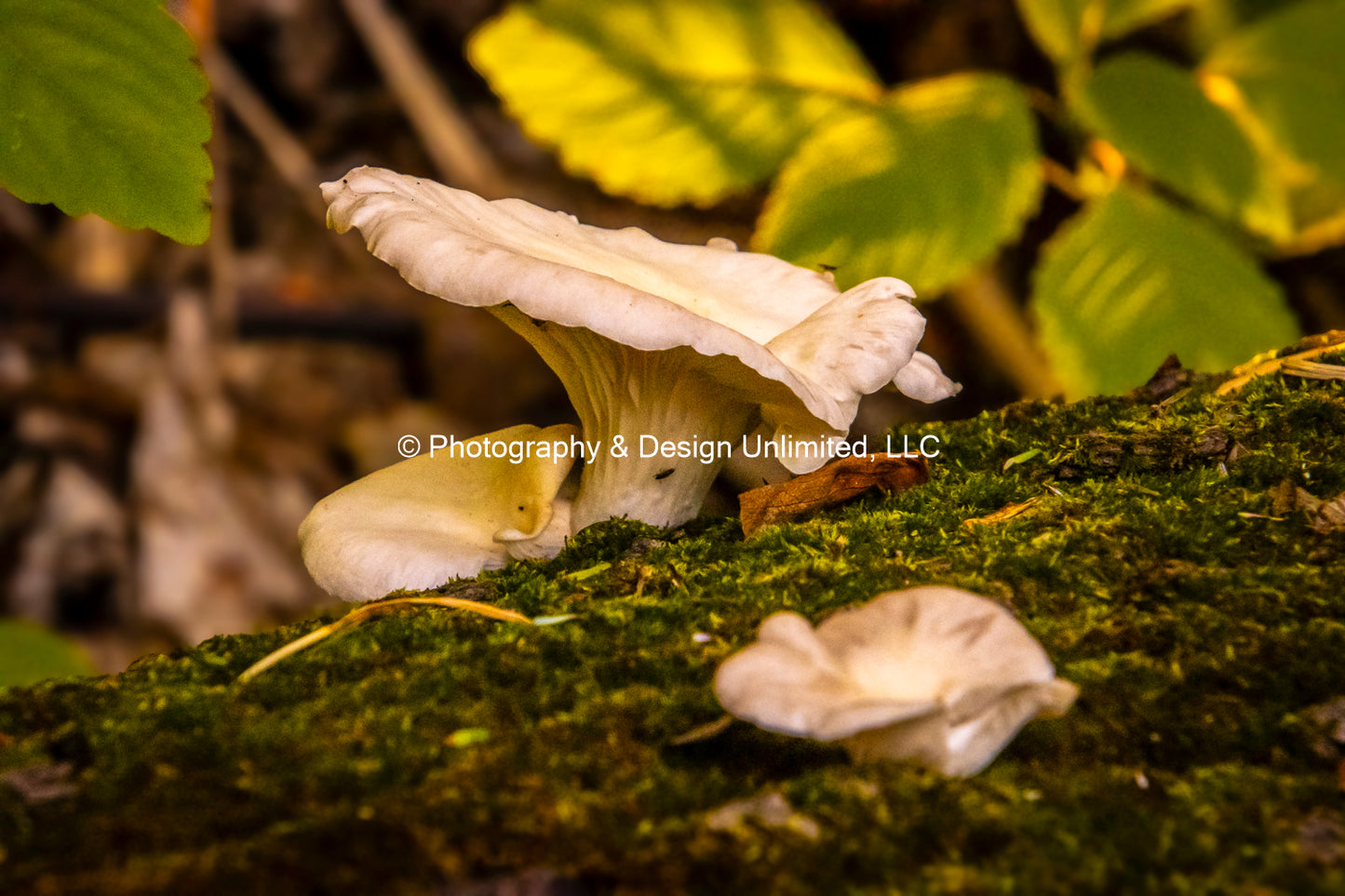 Fungi-Mushroom Greeting (Card Set of 6)