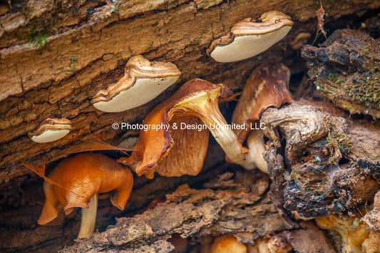 Fungi-Mushroom Greeting (Card Set of 6)