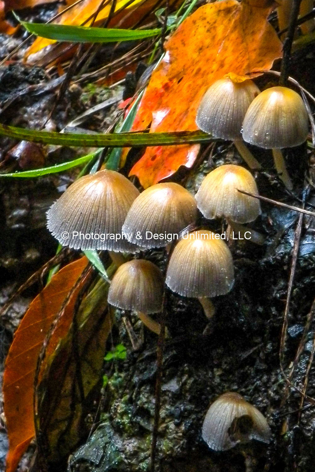 Fungi-Mushroom Greeting (Card Set of 6)