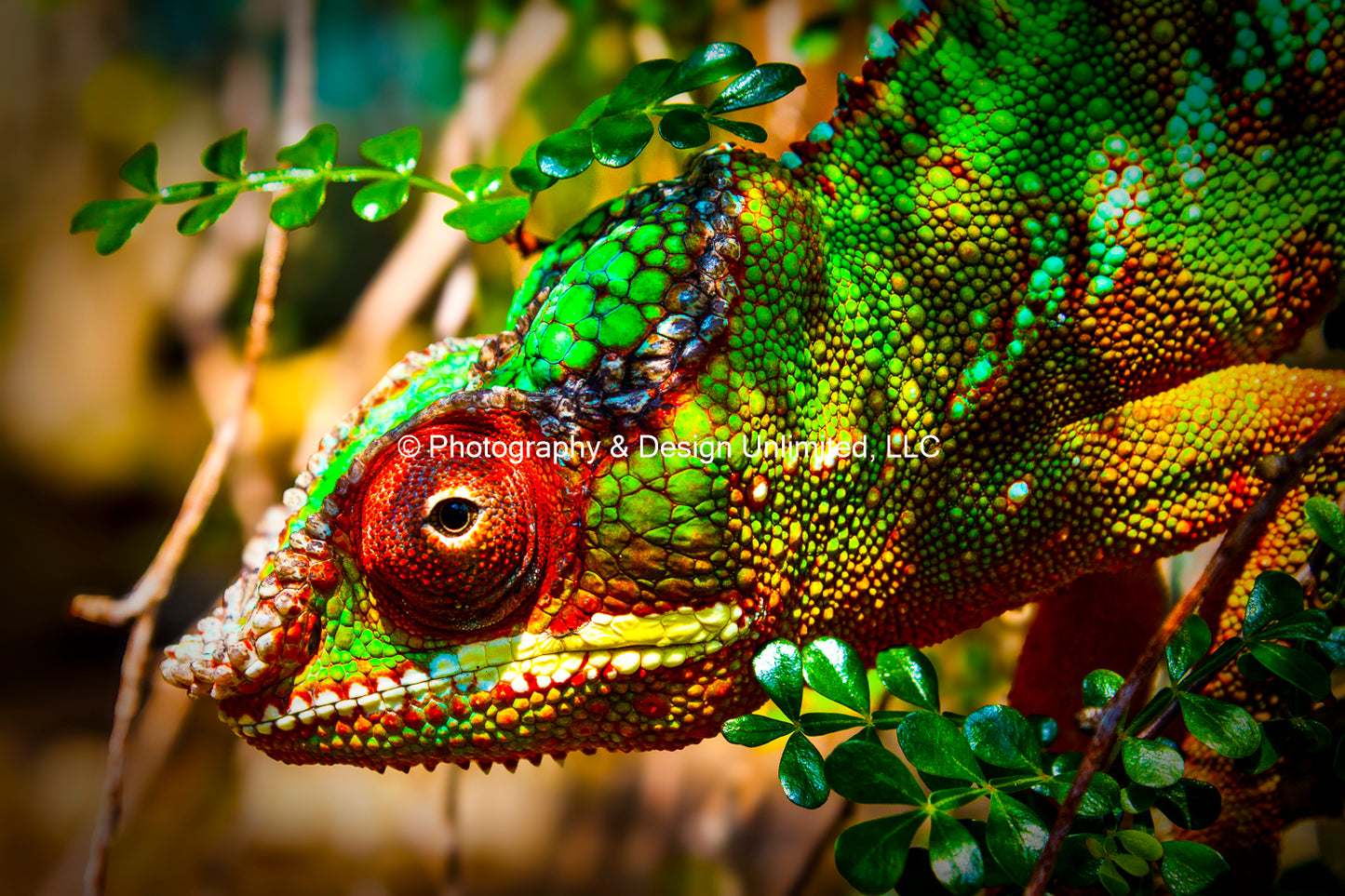 Panther Chameleon-1-0468