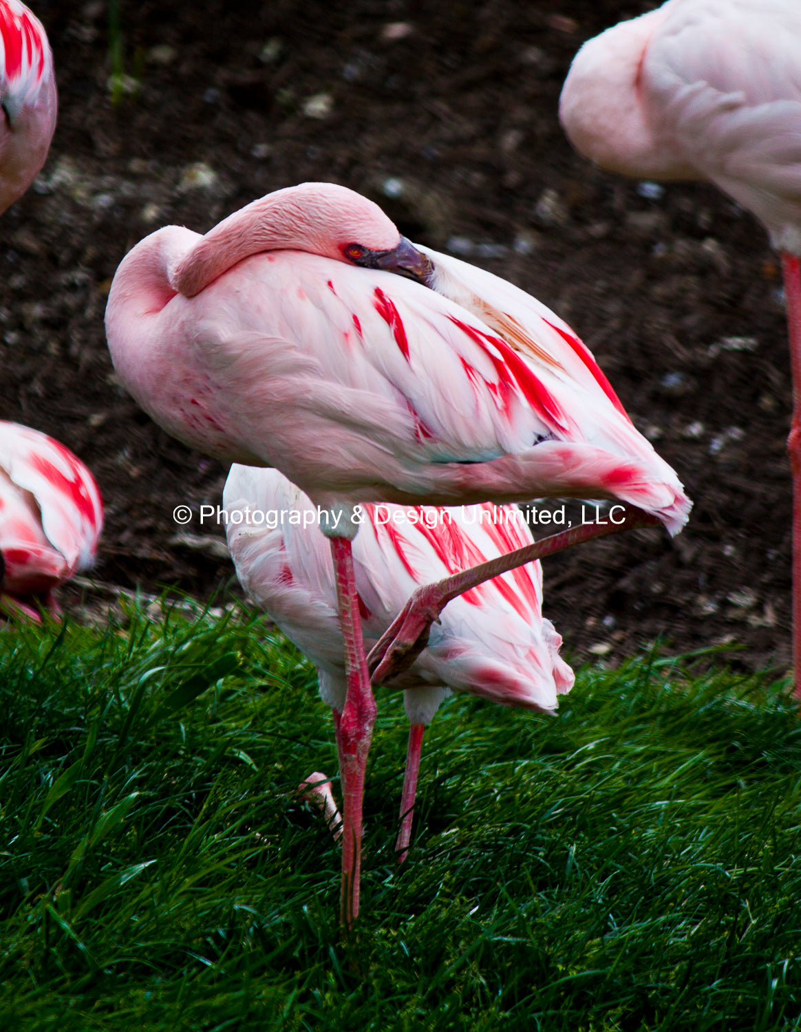 Pink Flamingo - Standing - 1