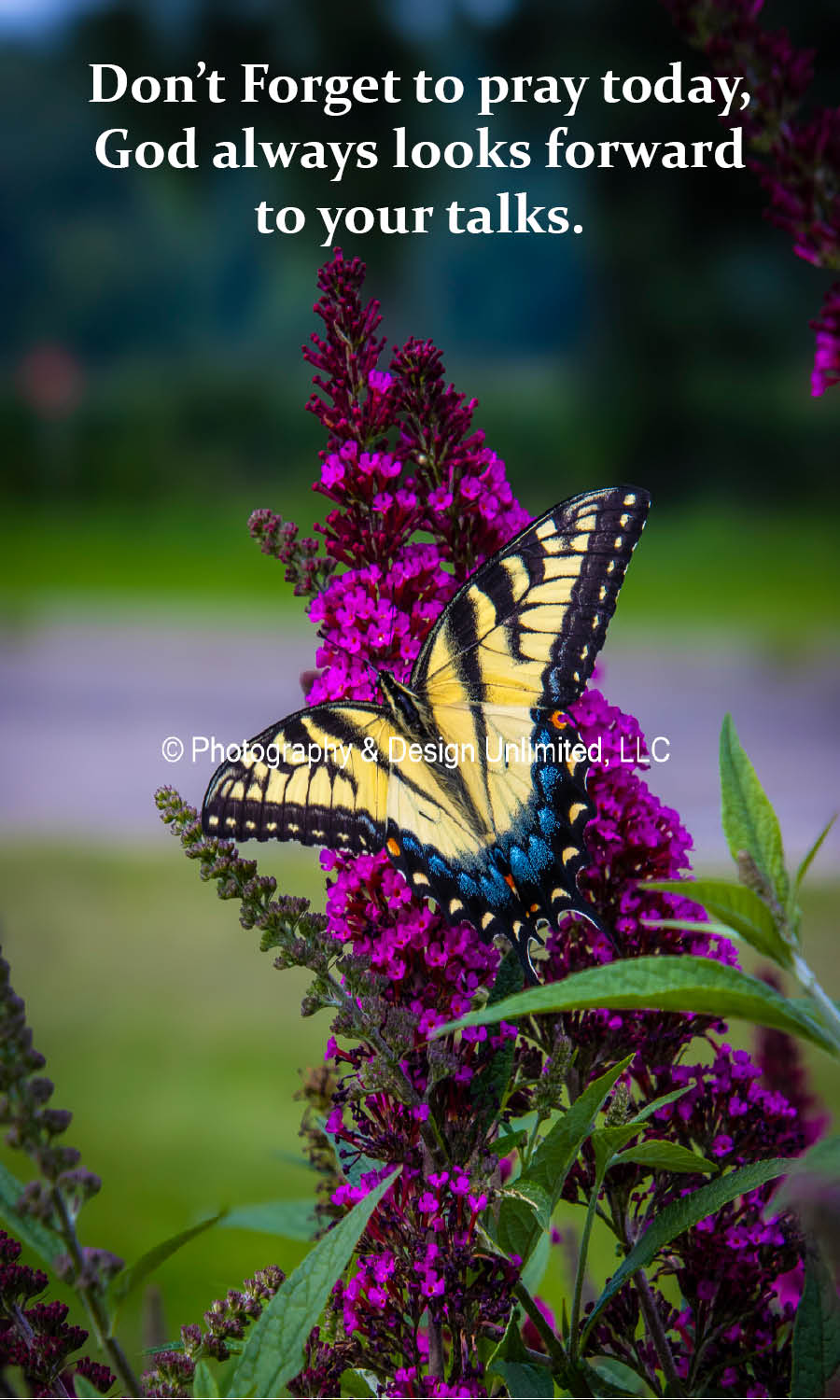 Swallowtail Butterfly Magnet-1-7938