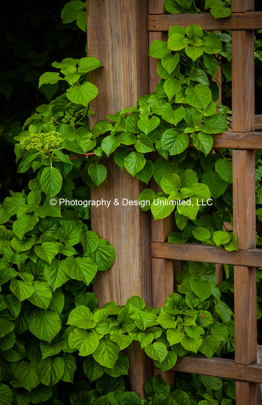 Summer Vines-1689