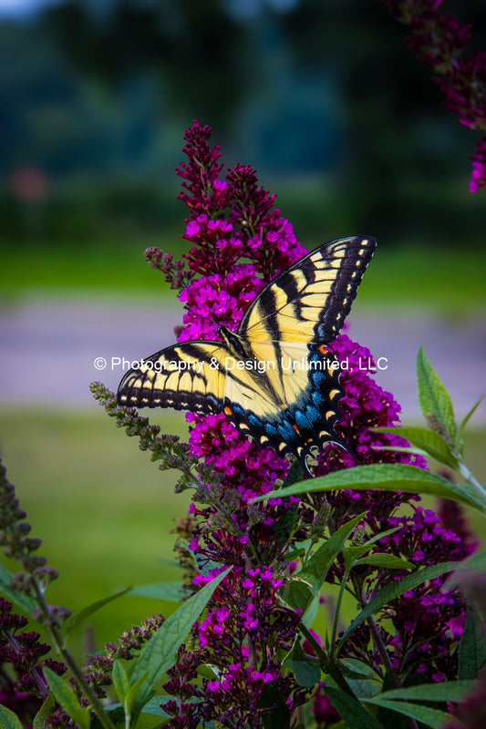 Swallowtail Butterfly-1-7939