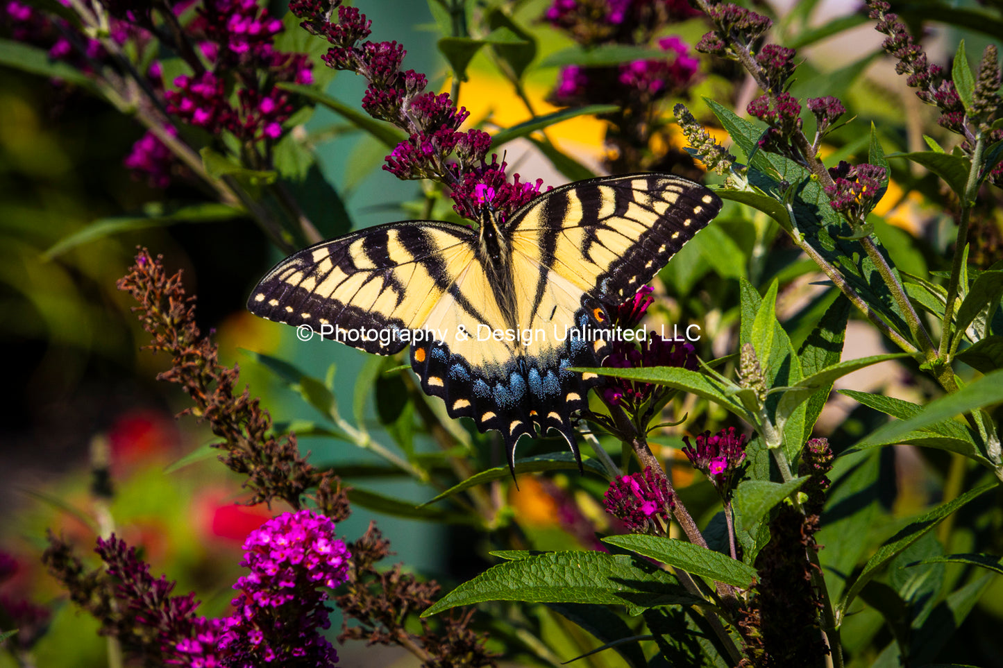 Butterfly-1-Greeting Card Set Of 6