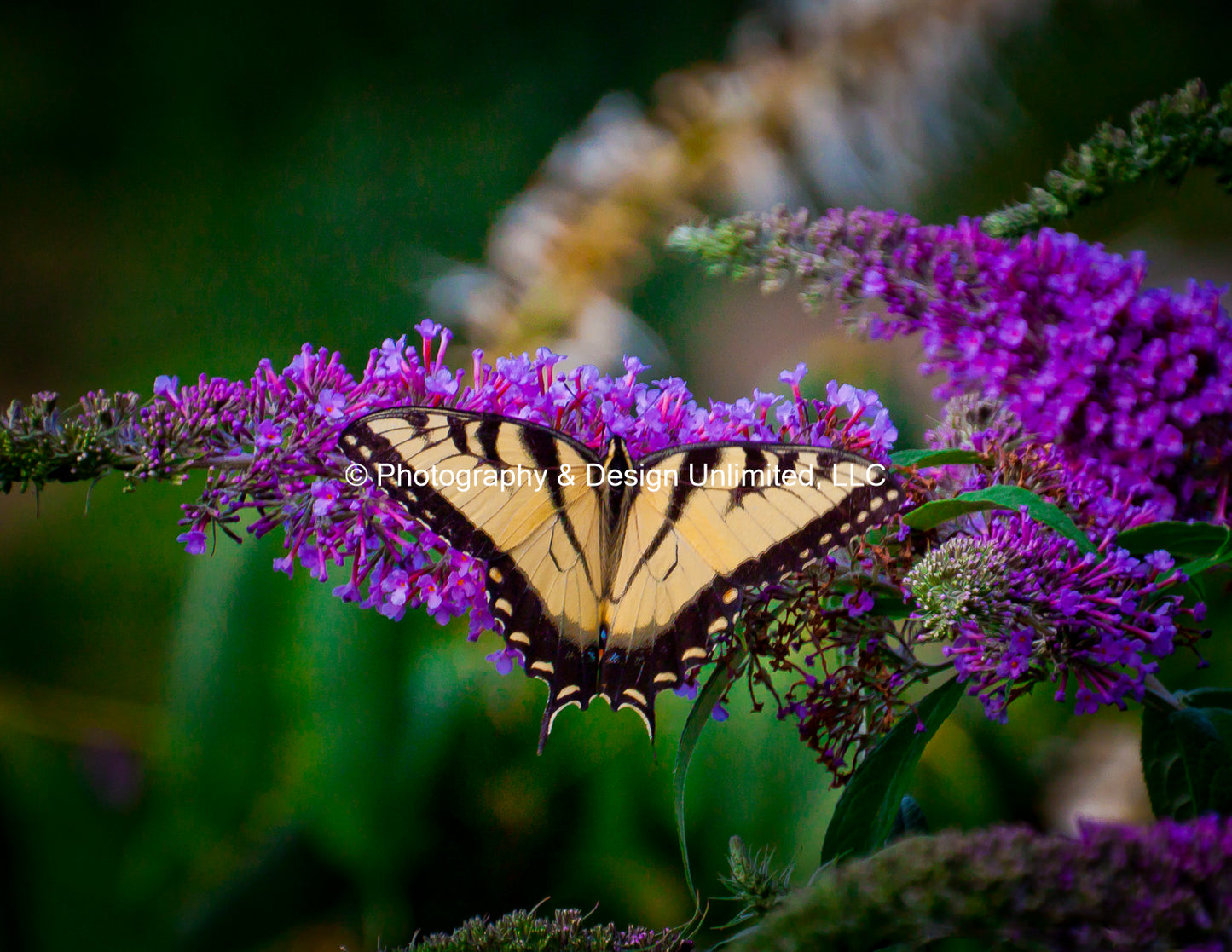 Butterfly-1-Greeting Card Set Of 6