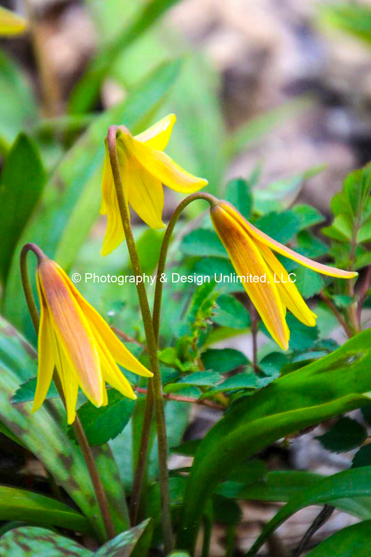Trout Lilly-DK-1