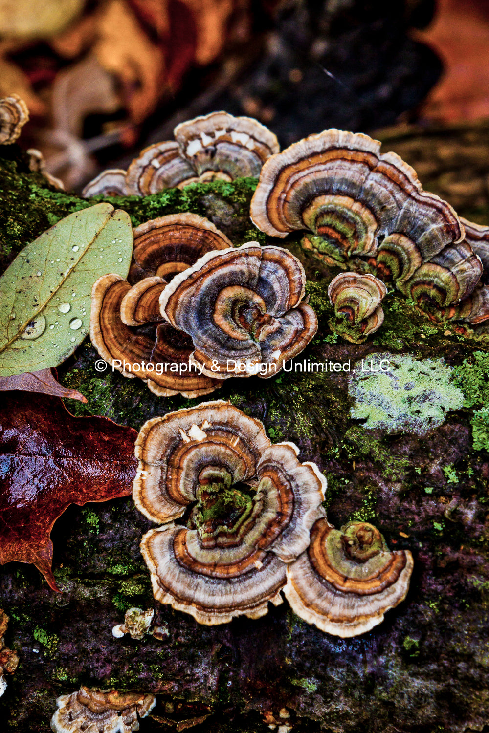 Fungi-Mushroom Greeting (Card Set of 6)