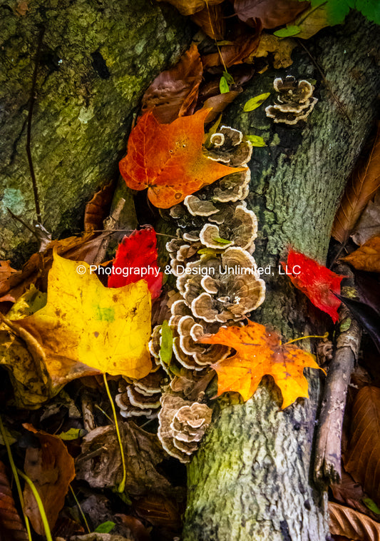 Turkey Tail Fungi-3-5035