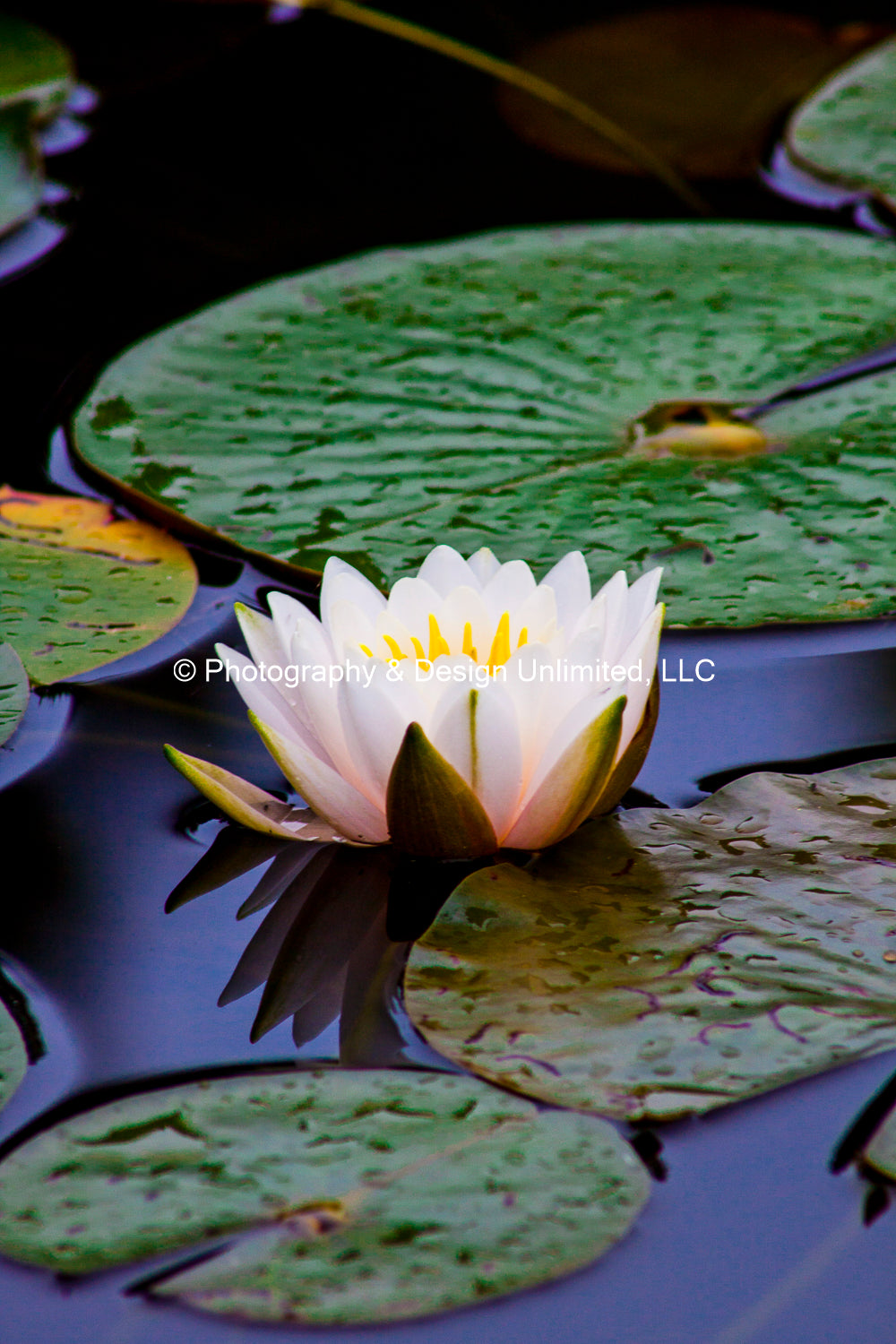 Water Lilly - 0080