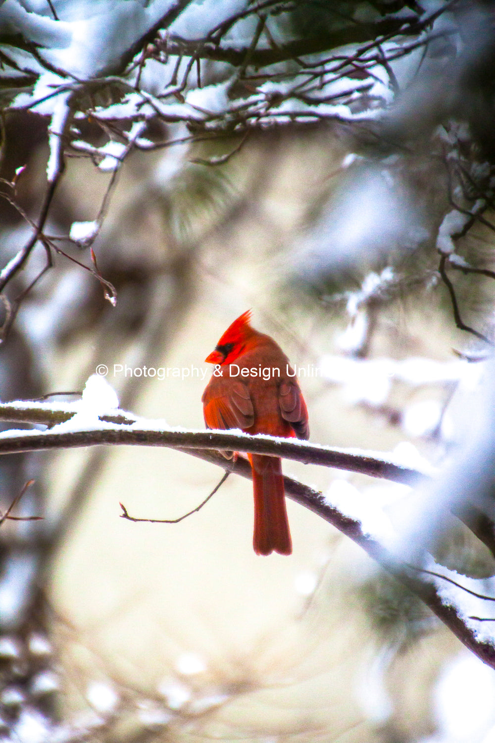 Winter Cardinal-1-8199