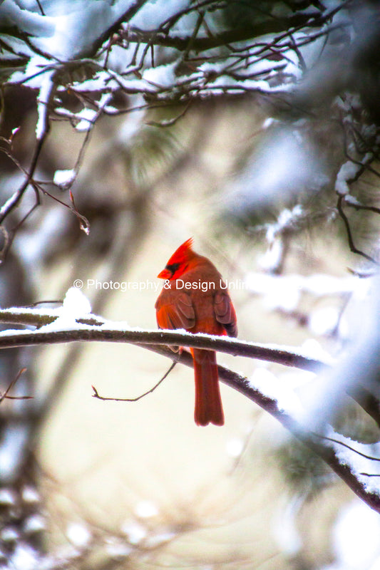 Winter Cardinal-1-8199