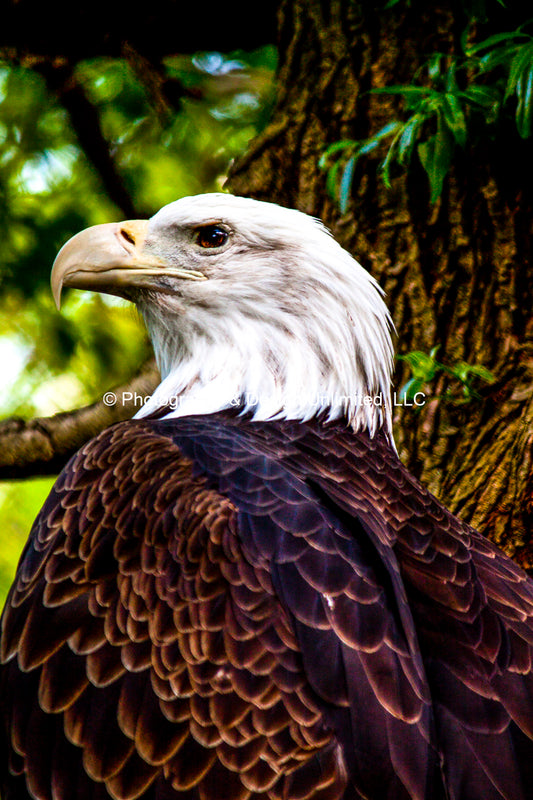 Bald Eagle Close-up-1-2