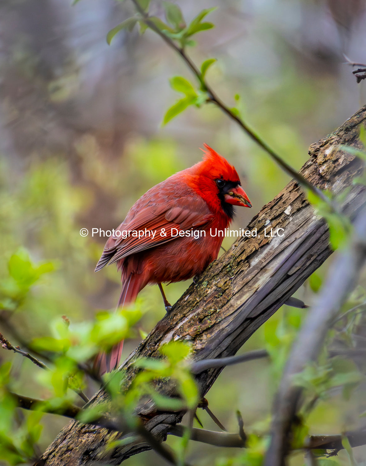 Ohio Cardinal - 3 -0098