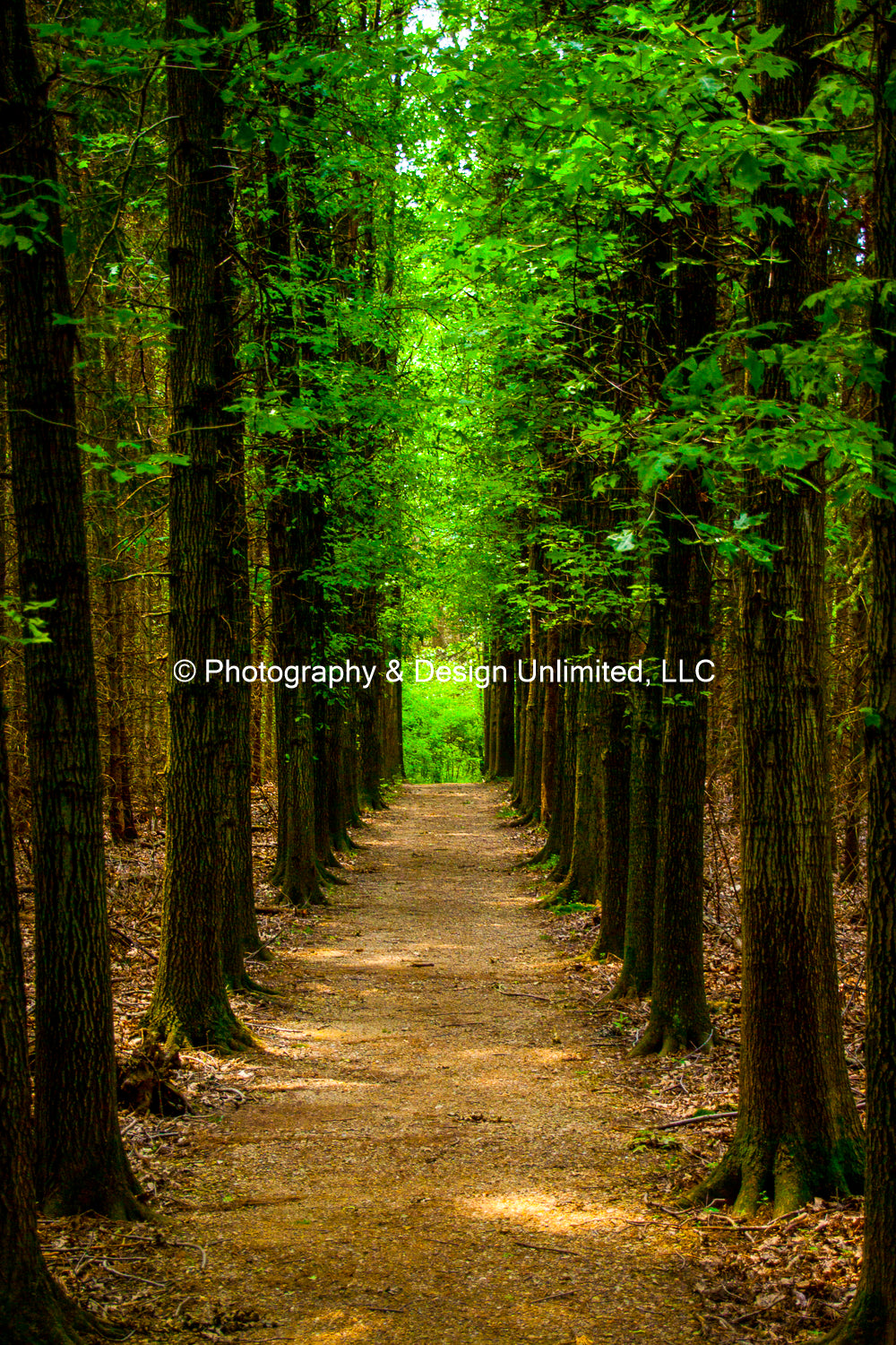 Plateau Trail Summer-1-2123