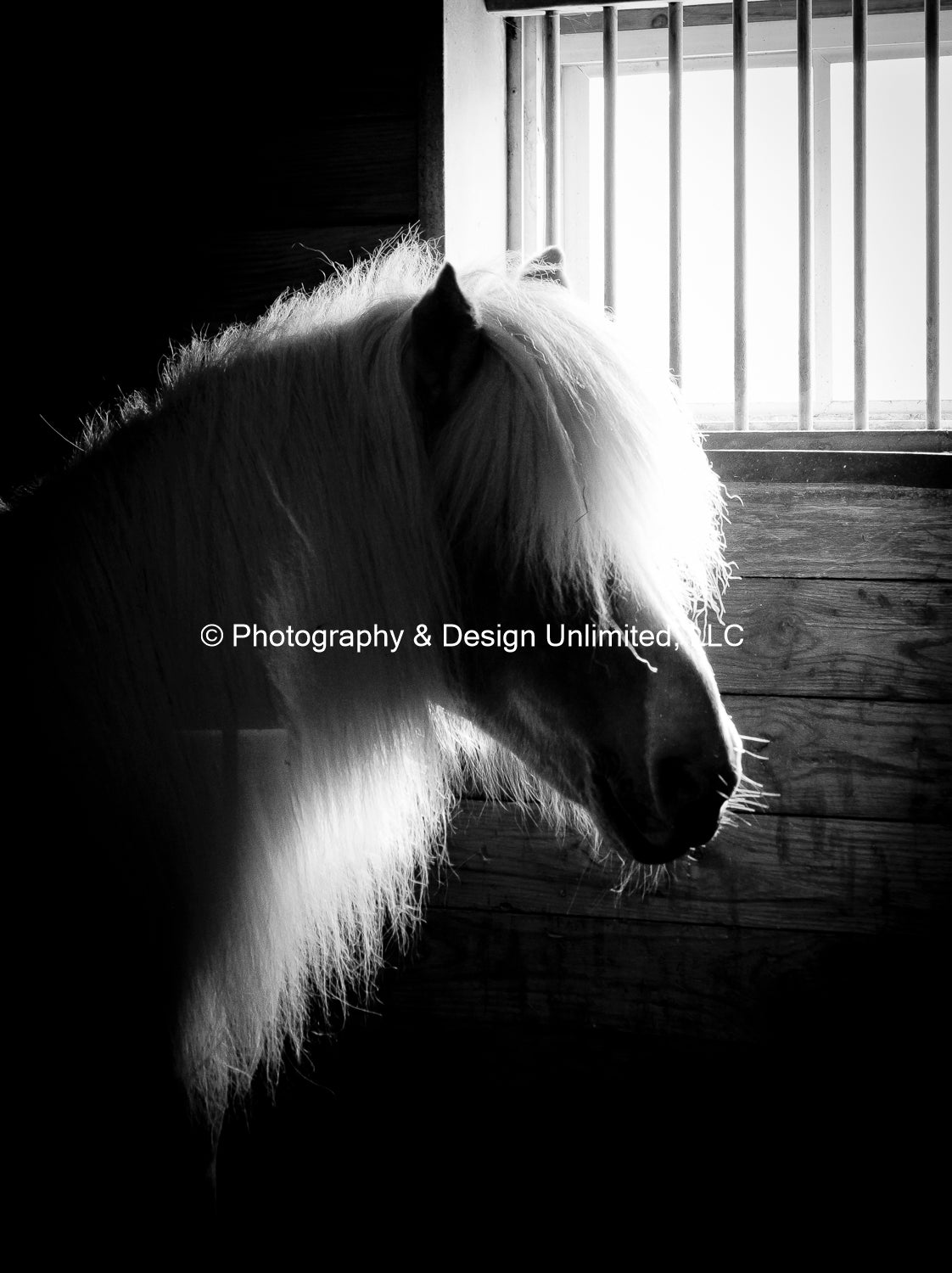 Pony-BW-0800